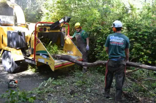 tree services Tolono